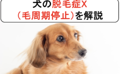 犬の食物アレルギー 胃腸性 を丁寧に解説 原因と症状から診断と治療まで