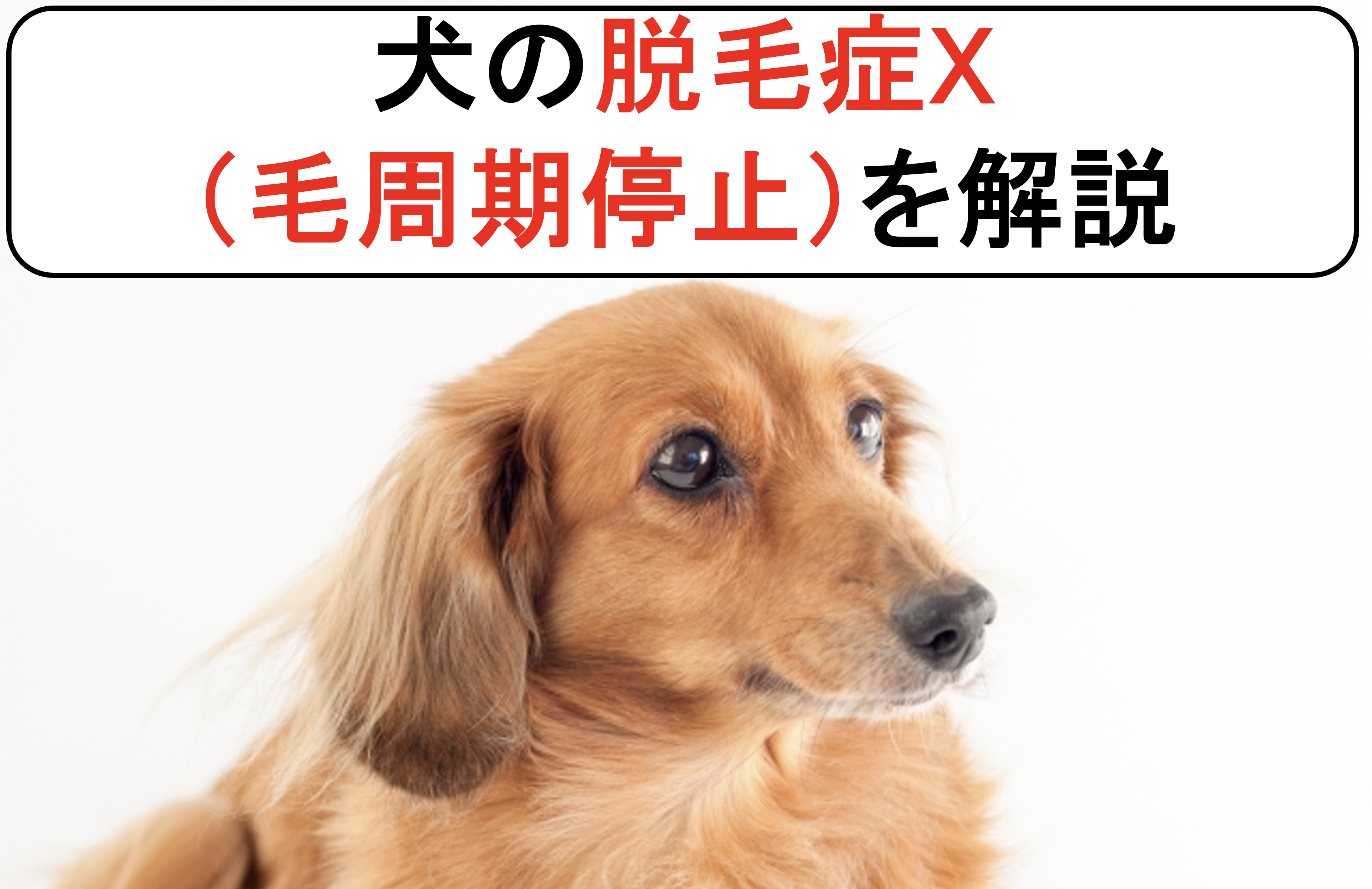 犬の脱毛症x 毛周期停止 を丁寧に解説 原因と症状から診断と治療まで