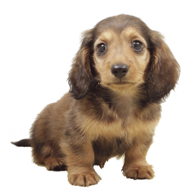 犬のパルボウィルス感染症 わんらぶ 愛犬の情報サイト