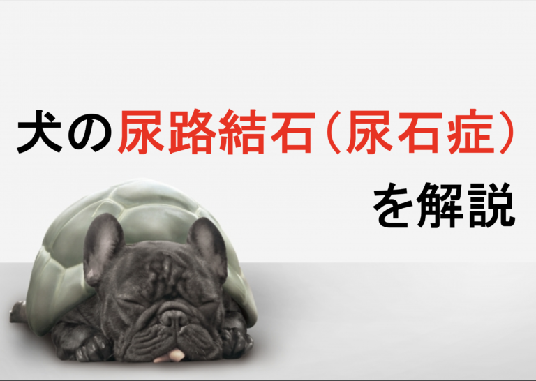 犬の尿路結石（尿石症）を丁寧に解説 わんらぶ大学