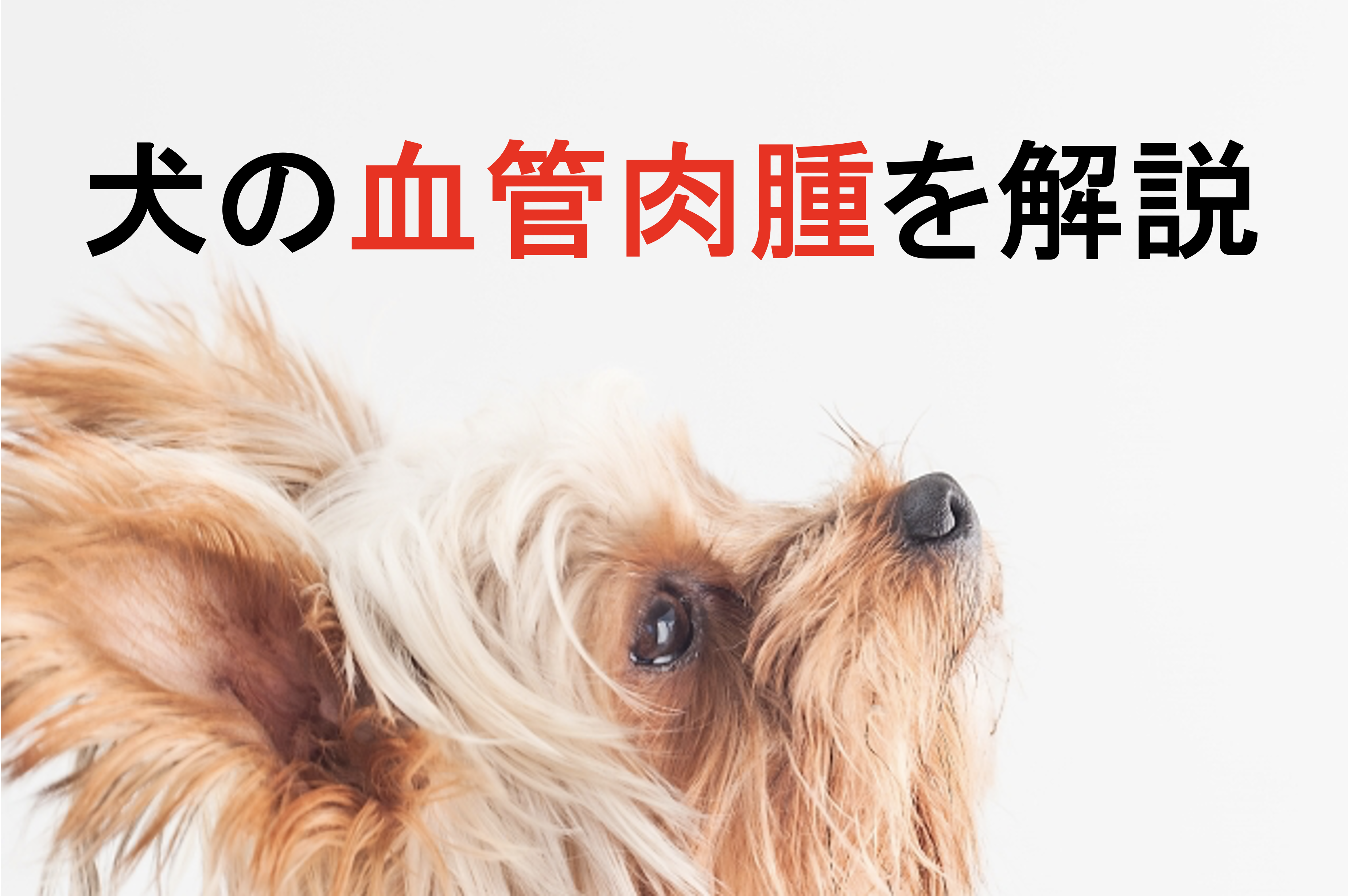 犬の血管肉腫を丁寧に解説 原因と症状から診断と治療まで