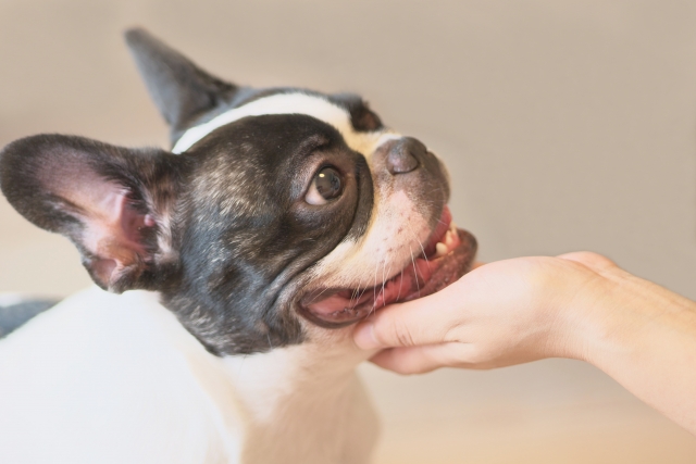 犬の唾液粘液嚢胞 唾液腺嚢胞 わんらぶ 愛犬の情報サイト