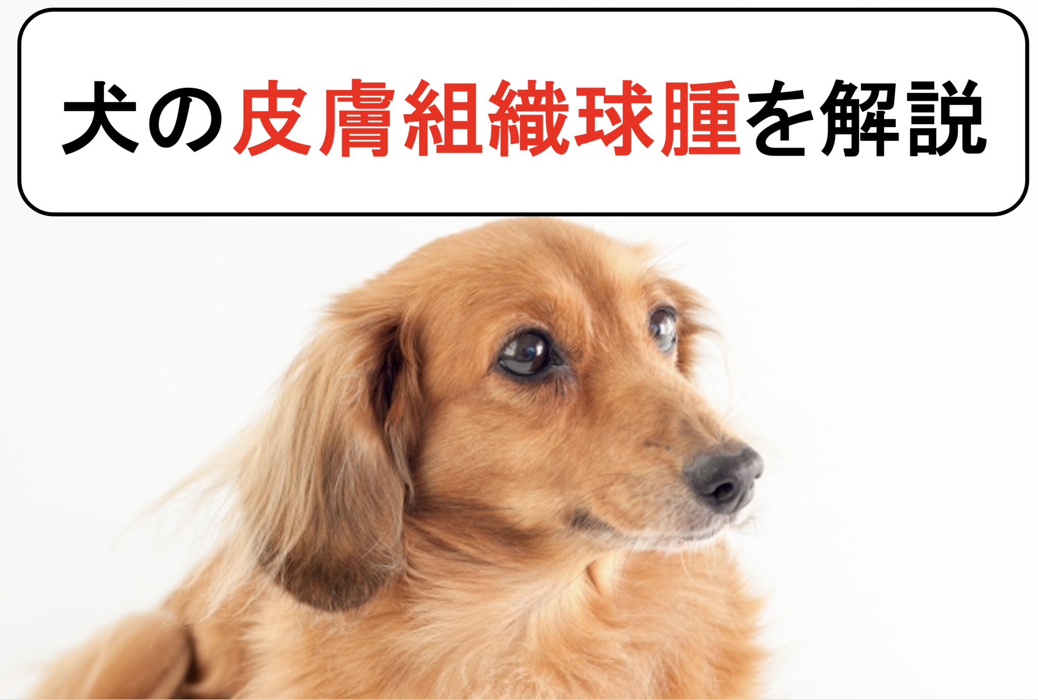 犬の組織球腫