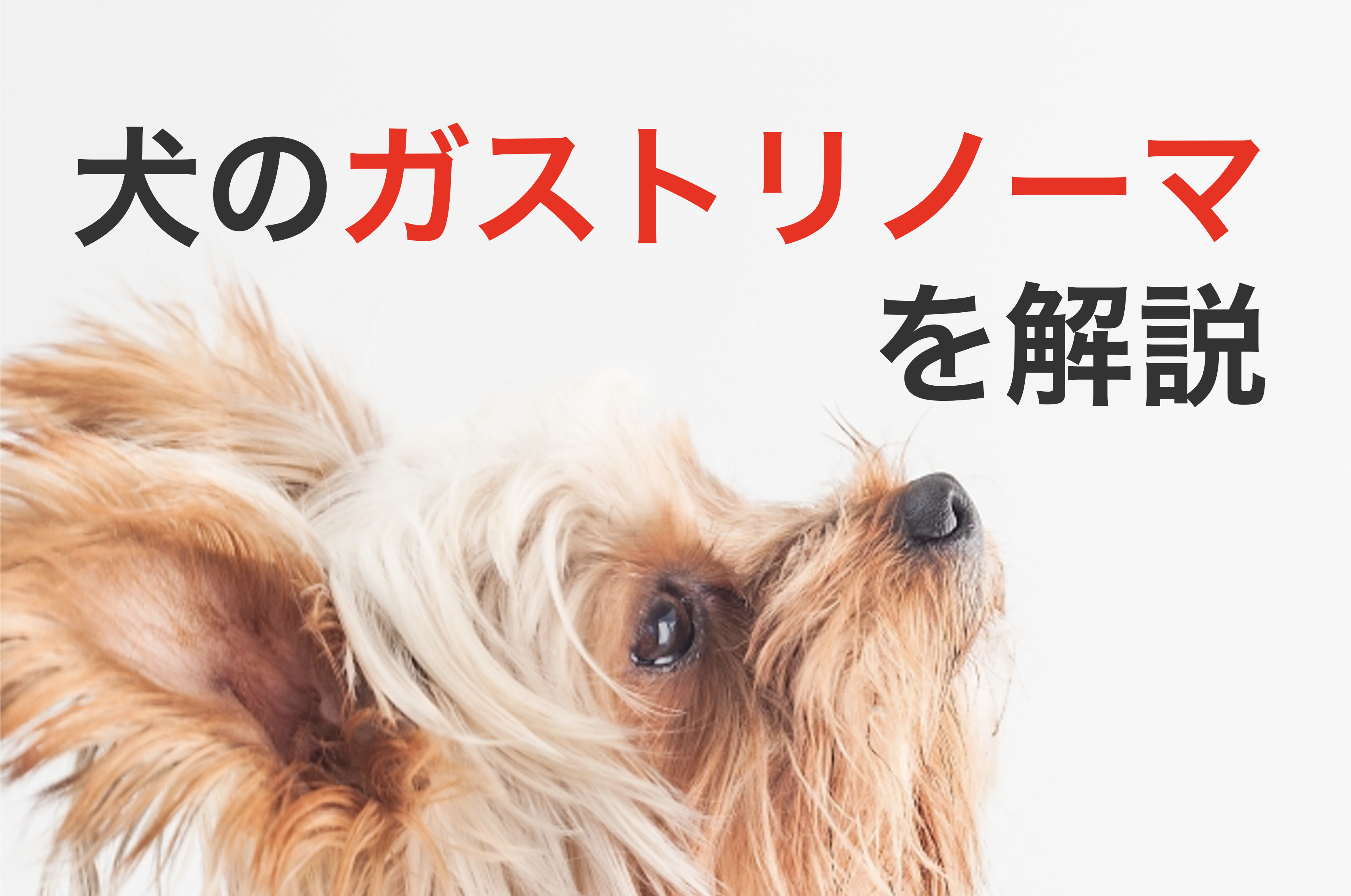 犬のガストリノーマを丁寧に解説 原因と症状から診断と治療まで