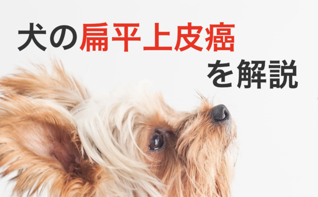 腫瘍 わんらぶ大学