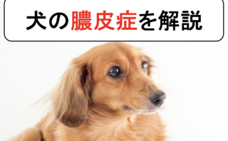 犬のアトピー性皮膚炎を丁寧に解説 原因と症状から診断と治療まで