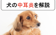 犬の椎間板ヘルニアを丁寧に解説 原因と症状から診断と治療まで