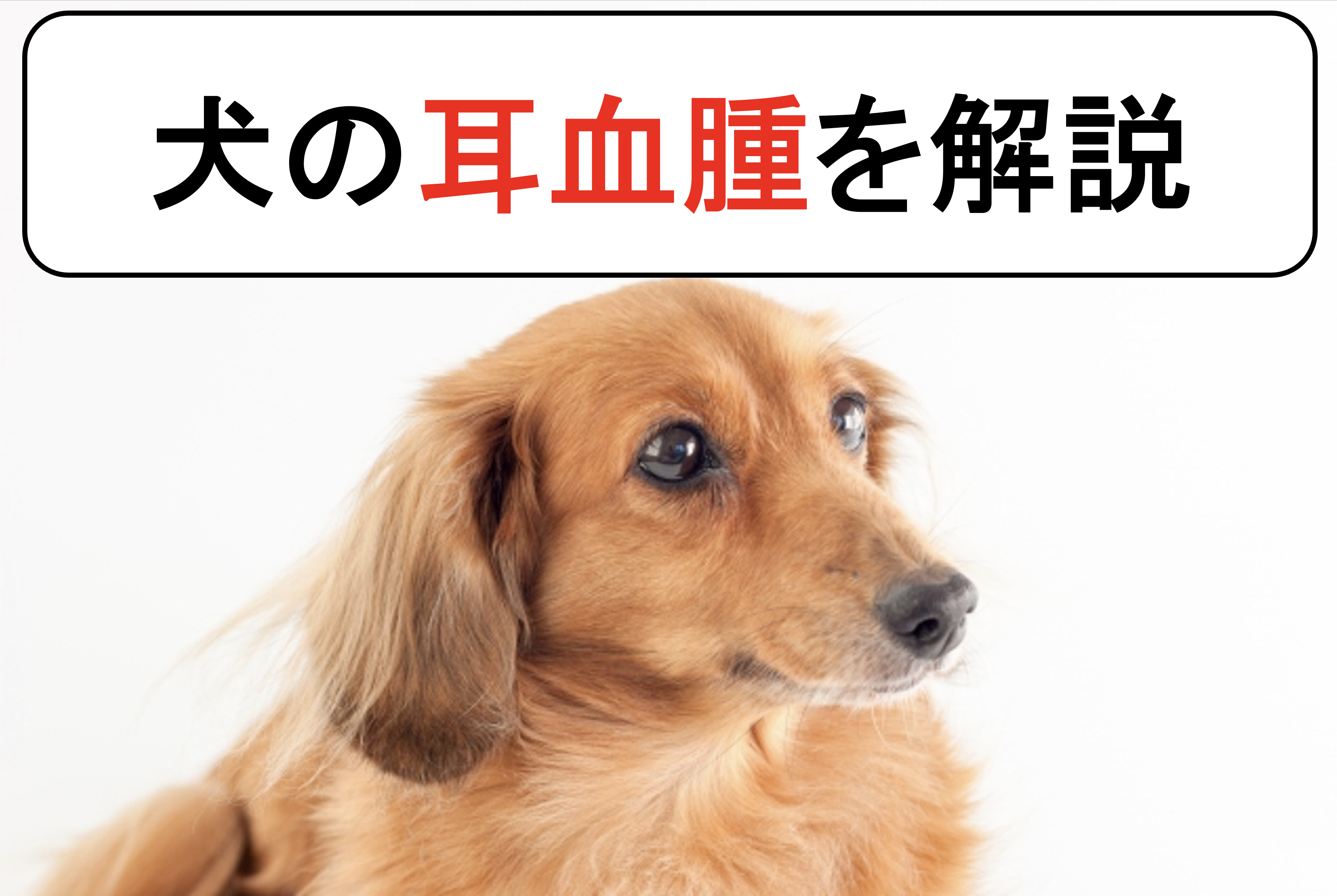 犬のの耳血腫を丁寧に解説 原因と症状から診断と治療まで