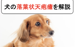 犬の膿皮症を丁寧に解説 原因と症状から診断と治療まで