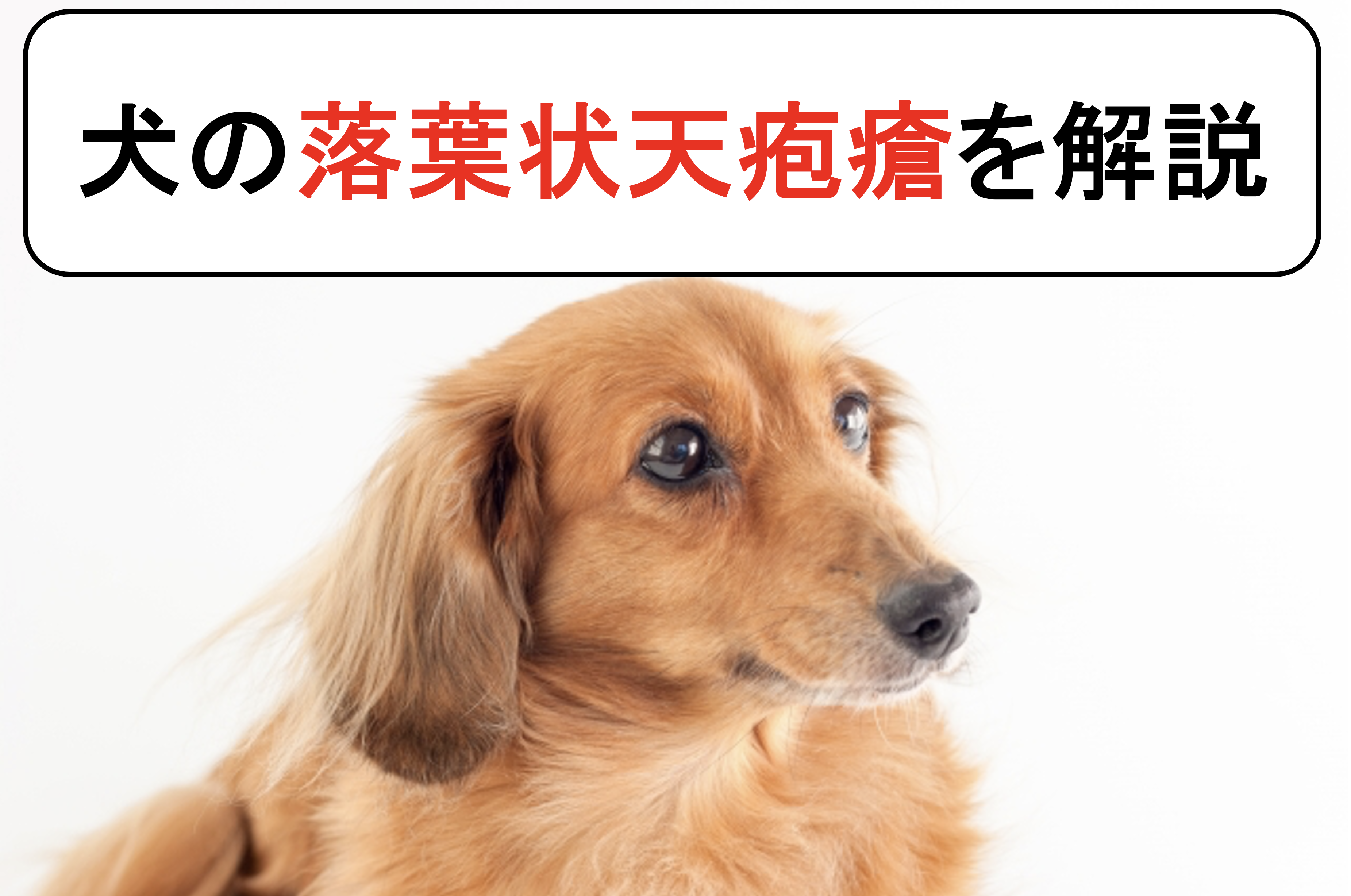 犬の落葉状天疱瘡 原因と症状から診断と治療まで