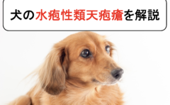 犬の外耳炎を丁寧に解説 原因と症状から診断と治療まで