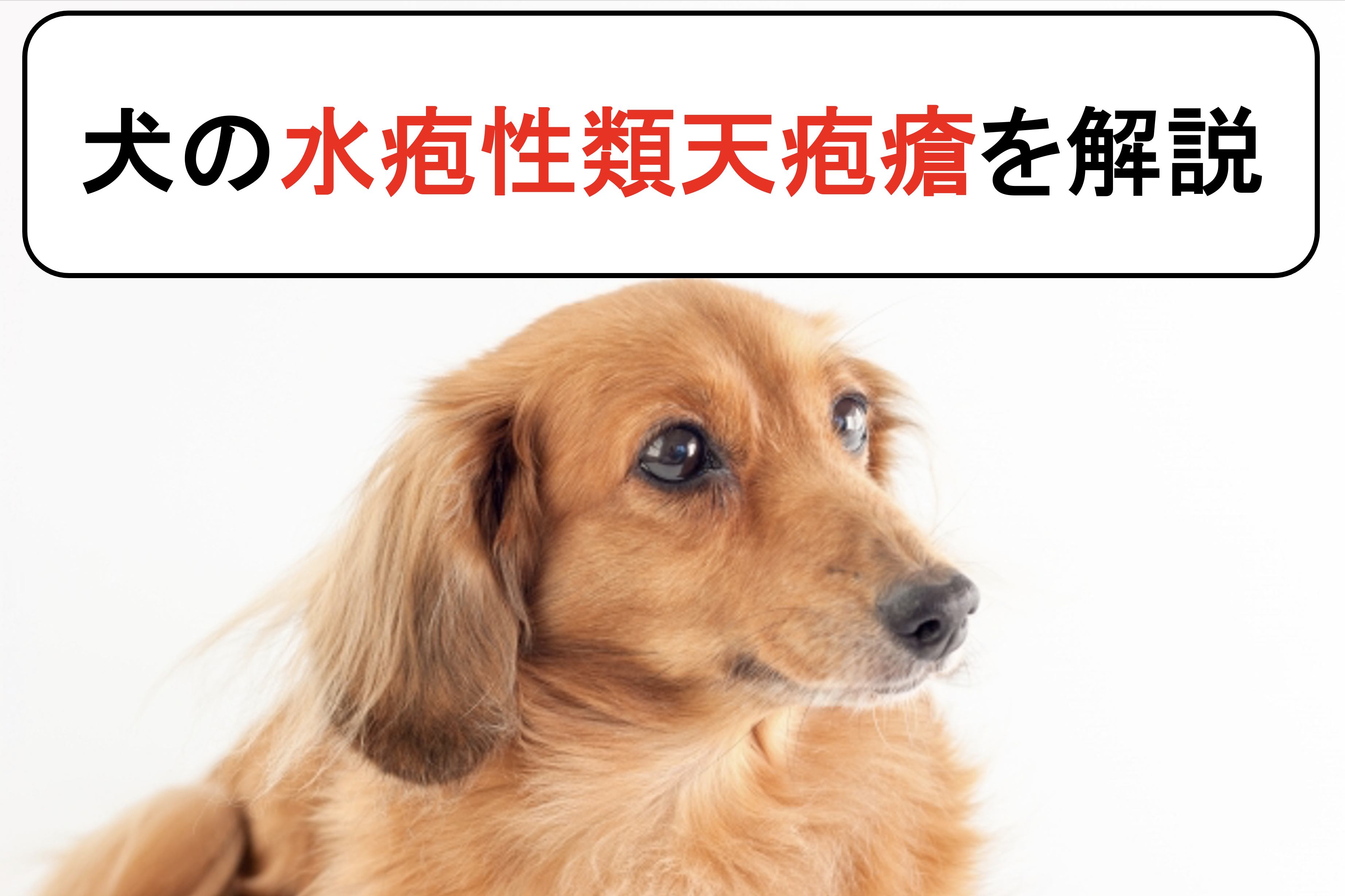 犬の水疱性類天疱瘡を丁寧に解説 原因と症状から診断と治療まで