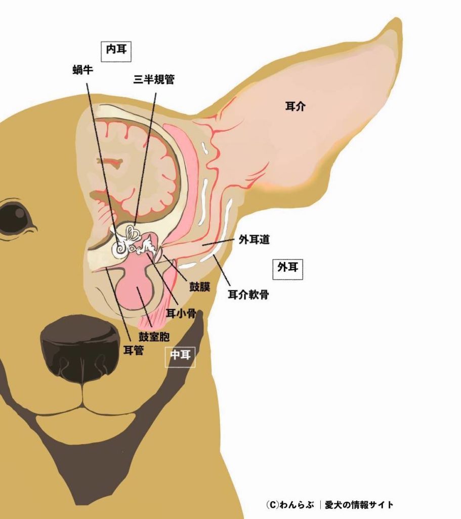 犬の外耳炎 原因と症状から診断と治療まで