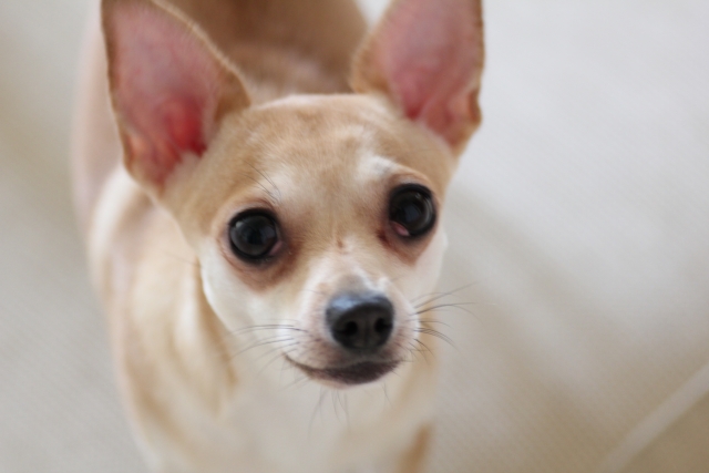 犬の外耳炎 原因と症状から診断と治療まで