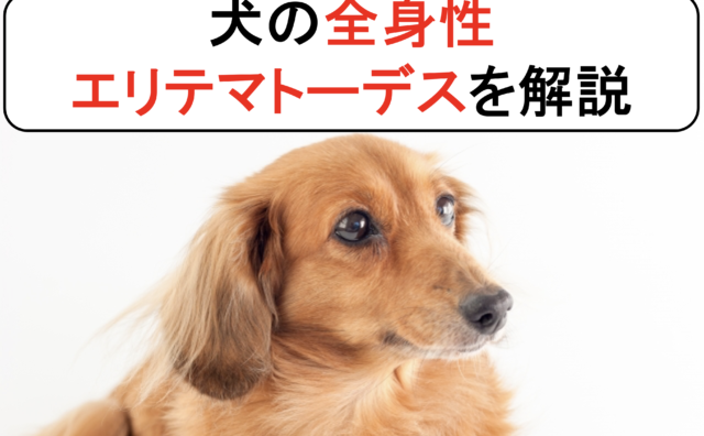 貧血 わんらぶ大学