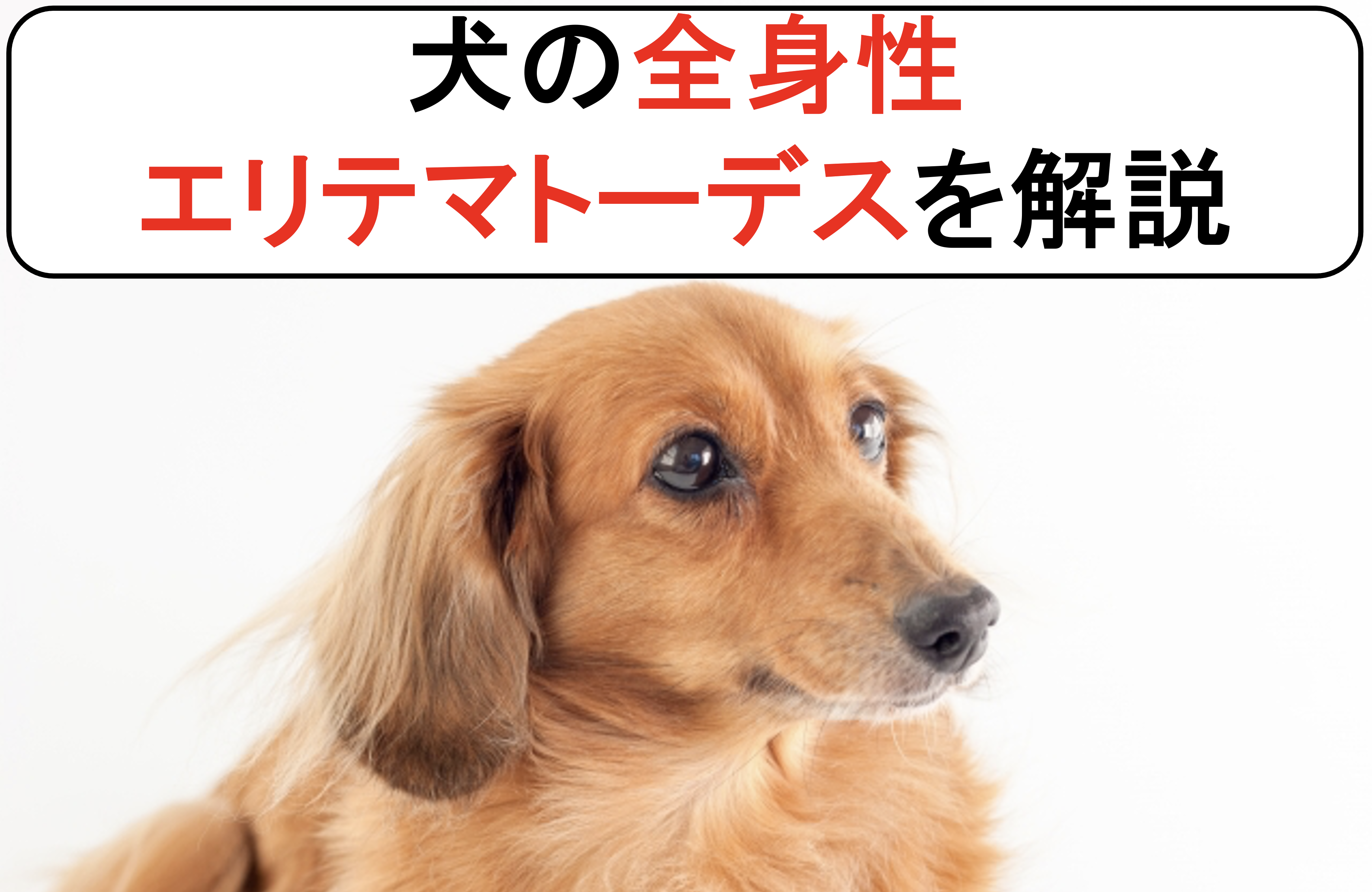 犬の全身性エリテマトーデスを丁寧に解説 原因と症状から診断と治療まで