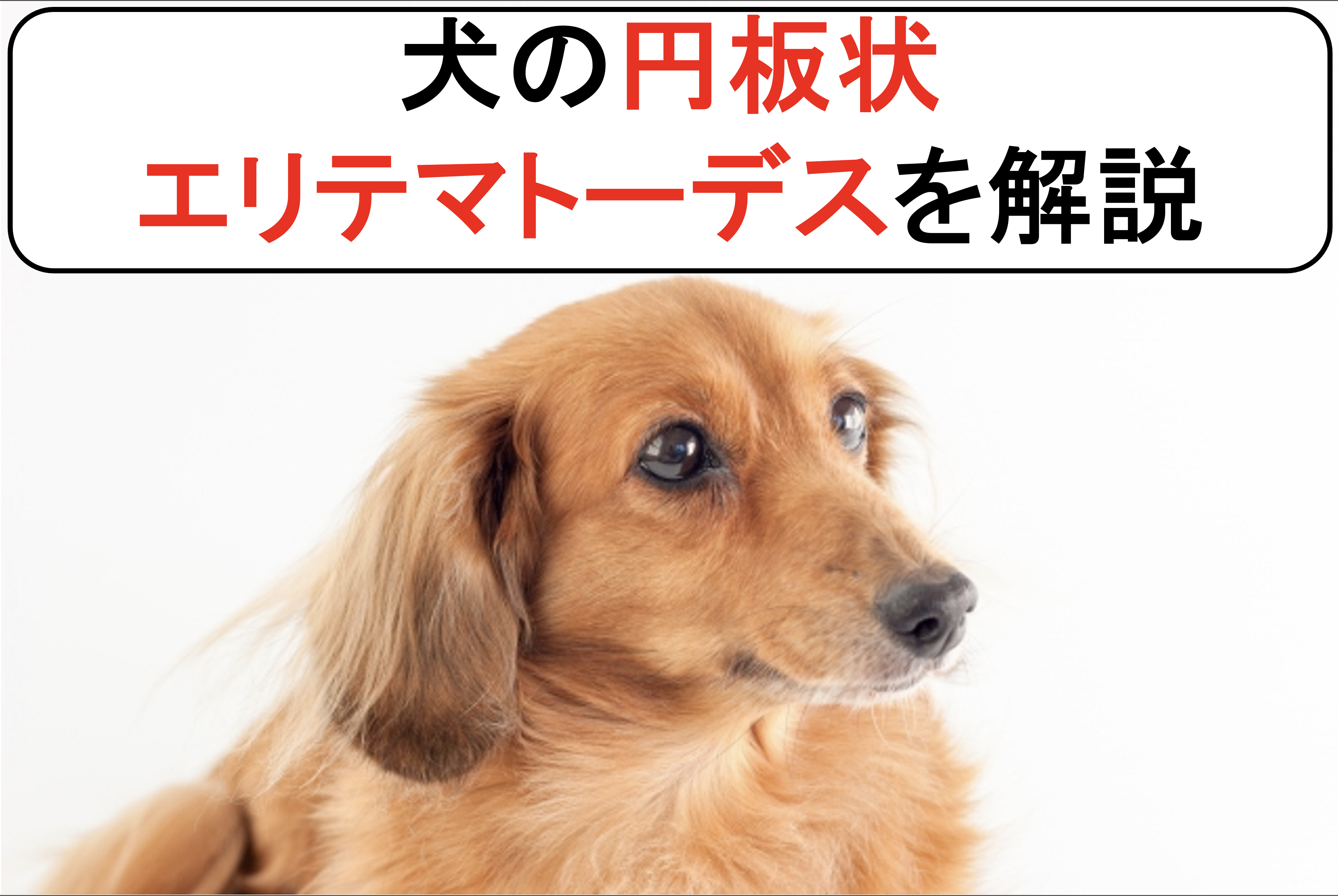 犬の円板状エリテマーデス Dle を丁寧に解説 原因と症状から診断と治療まで
