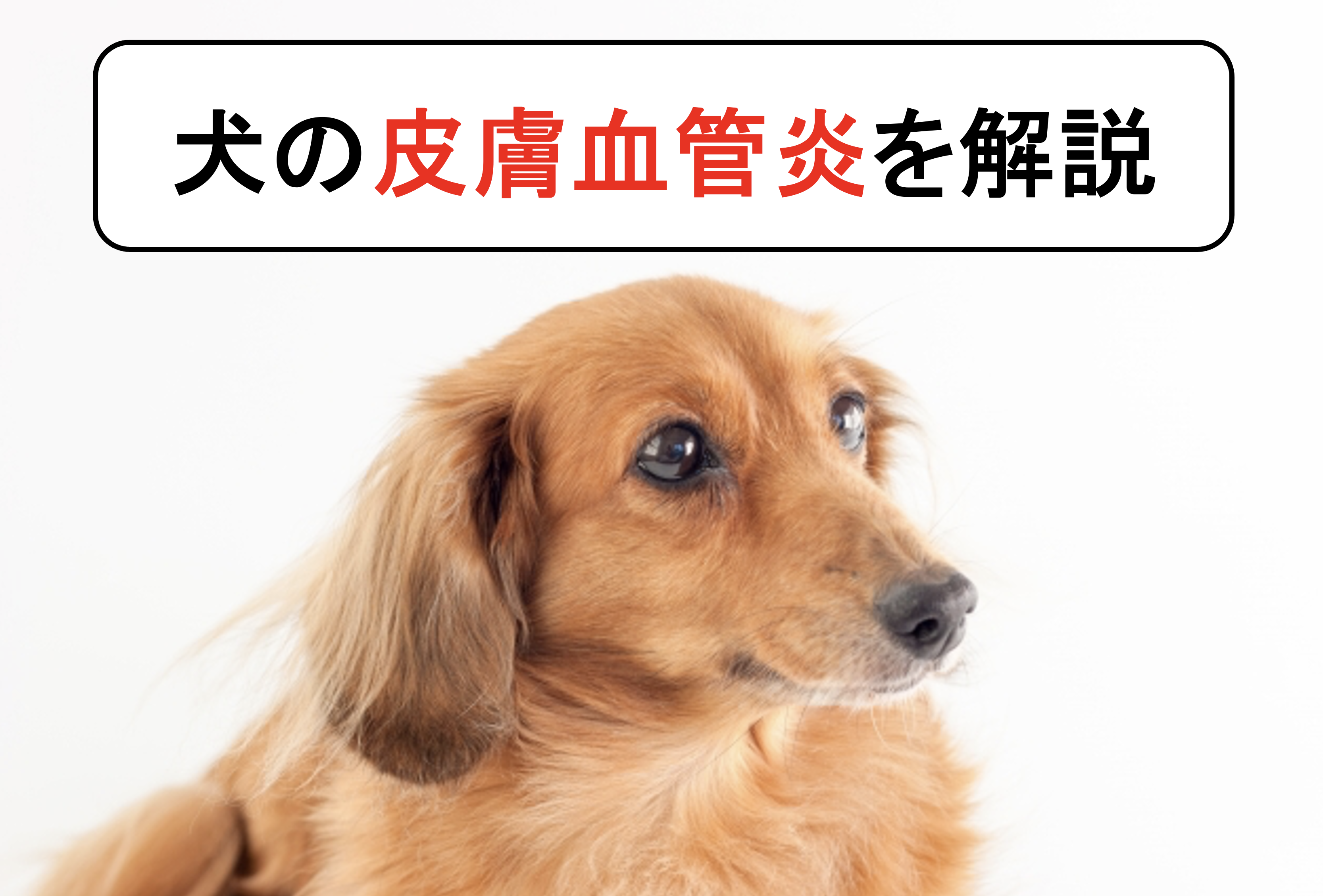 犬の皮膚血管炎を丁寧に解説 原因と症状から診断と治療まで