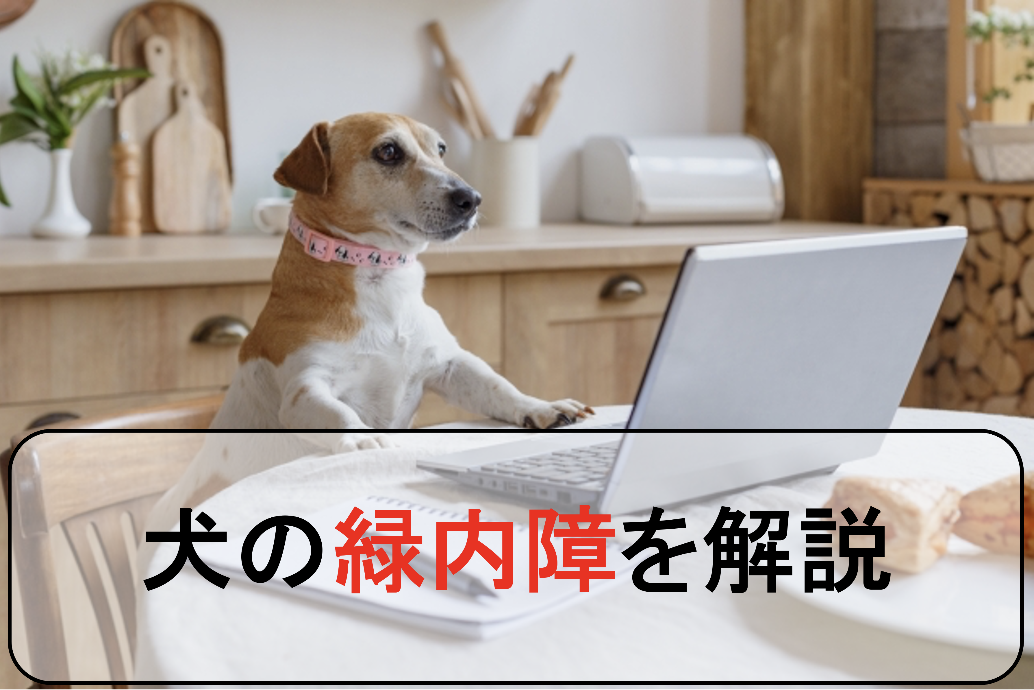 犬の緑内障を丁寧に解説 原因と症状から診断と治療まで