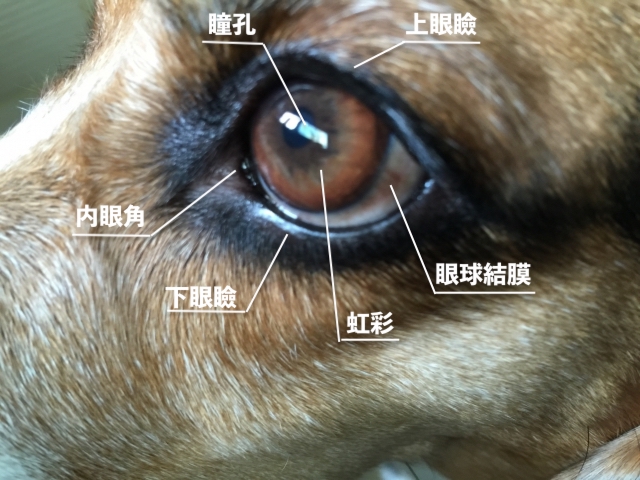 犬の乾性角結膜炎 Kcs わんらぶ 愛犬の情報サイト