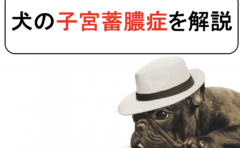 犬のリンパ性白血病を丁寧に解説 原因と症状から診断と治療まで