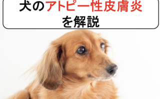 犬の痒み止め アポキル を丁寧に解説