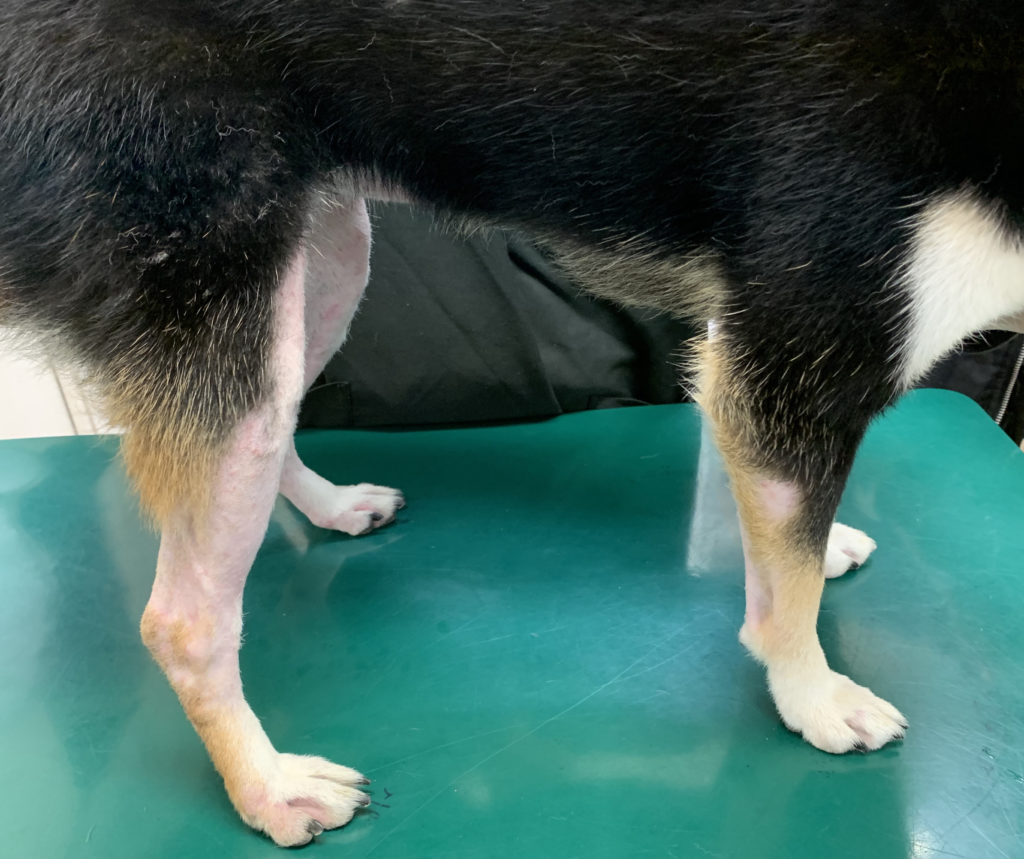 犬のアトピー性皮膚炎を丁寧に解説 原因と症状から診断と治療まで わんらぶ 愛犬の情報サイト