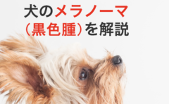 犬パルボウイルス感染症を丁寧に解説 原因と症状から診断と治療まで