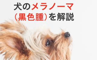 犬の扁平上皮癌を丁寧に解説 原因と症状から診断と治療まで