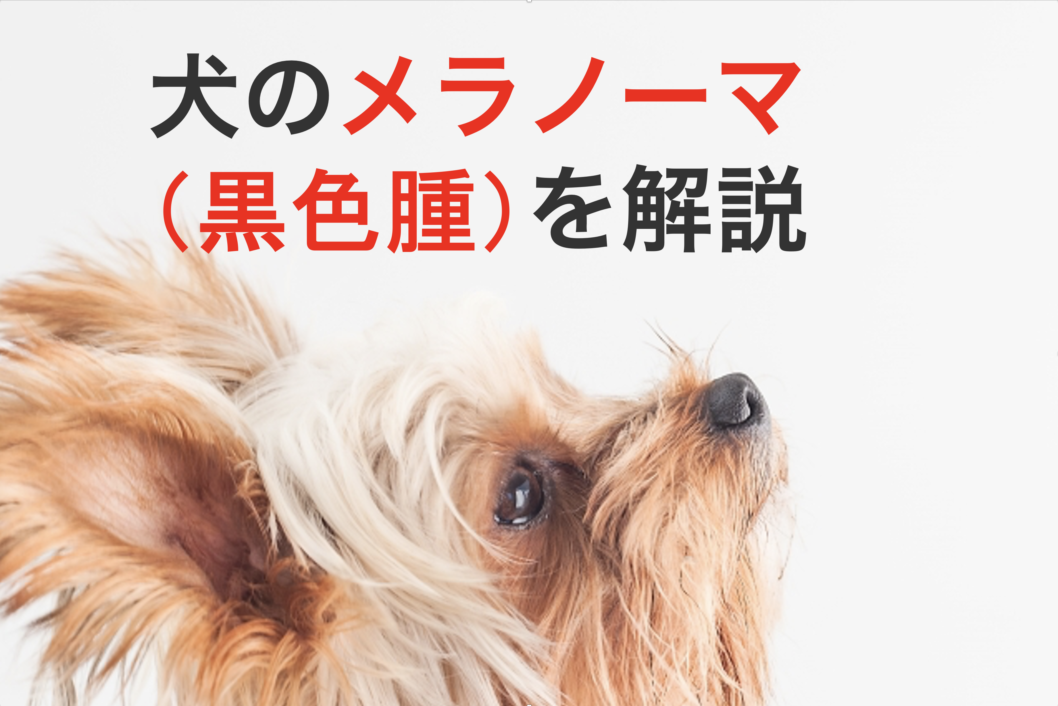 犬のメラノーマ 黒色腫 を丁寧に解説 原因と症状から診断と治療まで