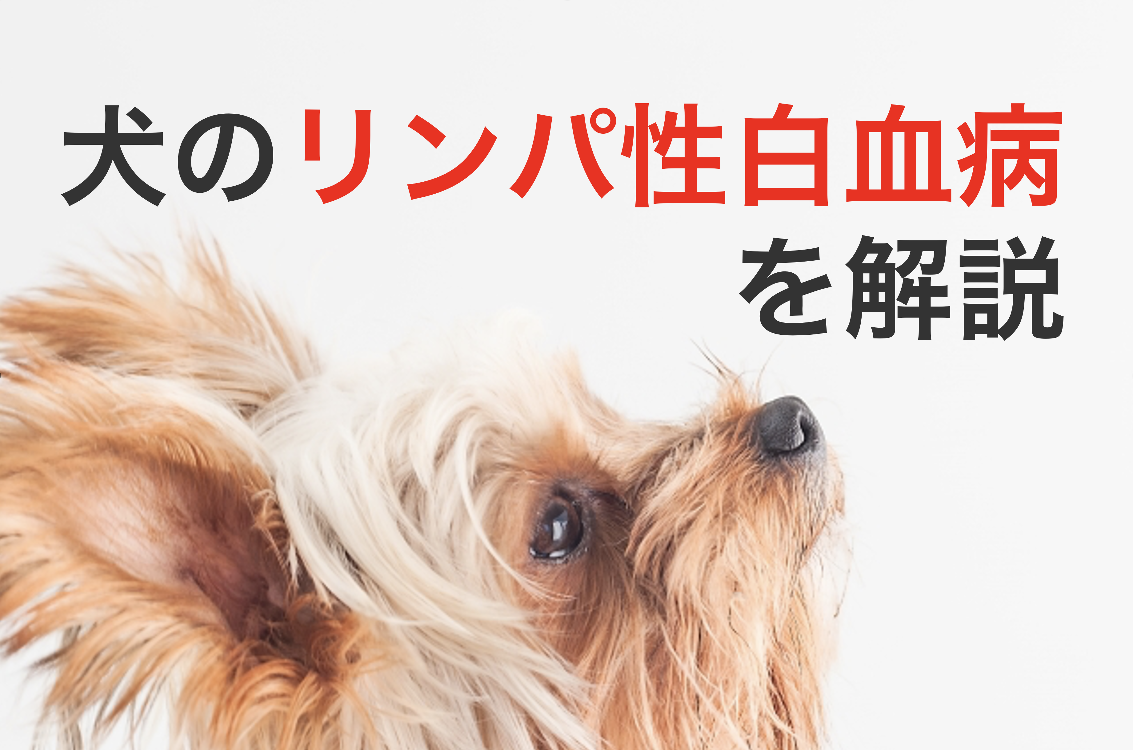 犬のリンパ性白血病を丁寧に解説 原因と症状から診断と治療まで