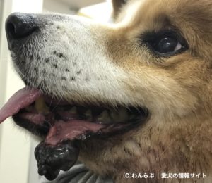 犬のメラノーマ 黒色腫 を丁寧に解説 原因と症状から診断と治療まで
