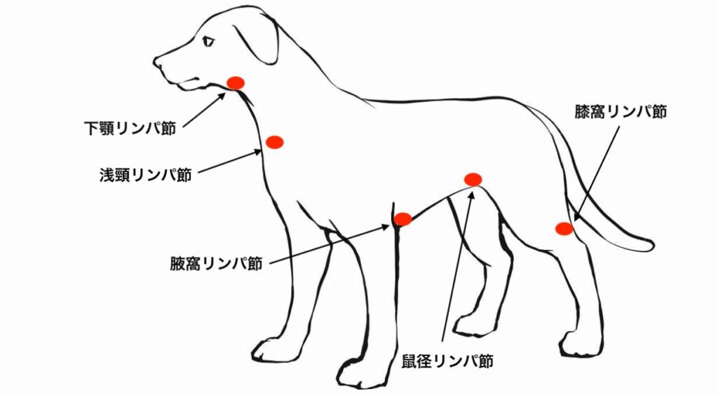 犬のリンパ腫を丁寧に解説 原因と症状から診断と治療まで