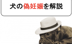 犬の抗菌薬反応性腸症を丁寧に解説 原因と症状から診断と治療まで