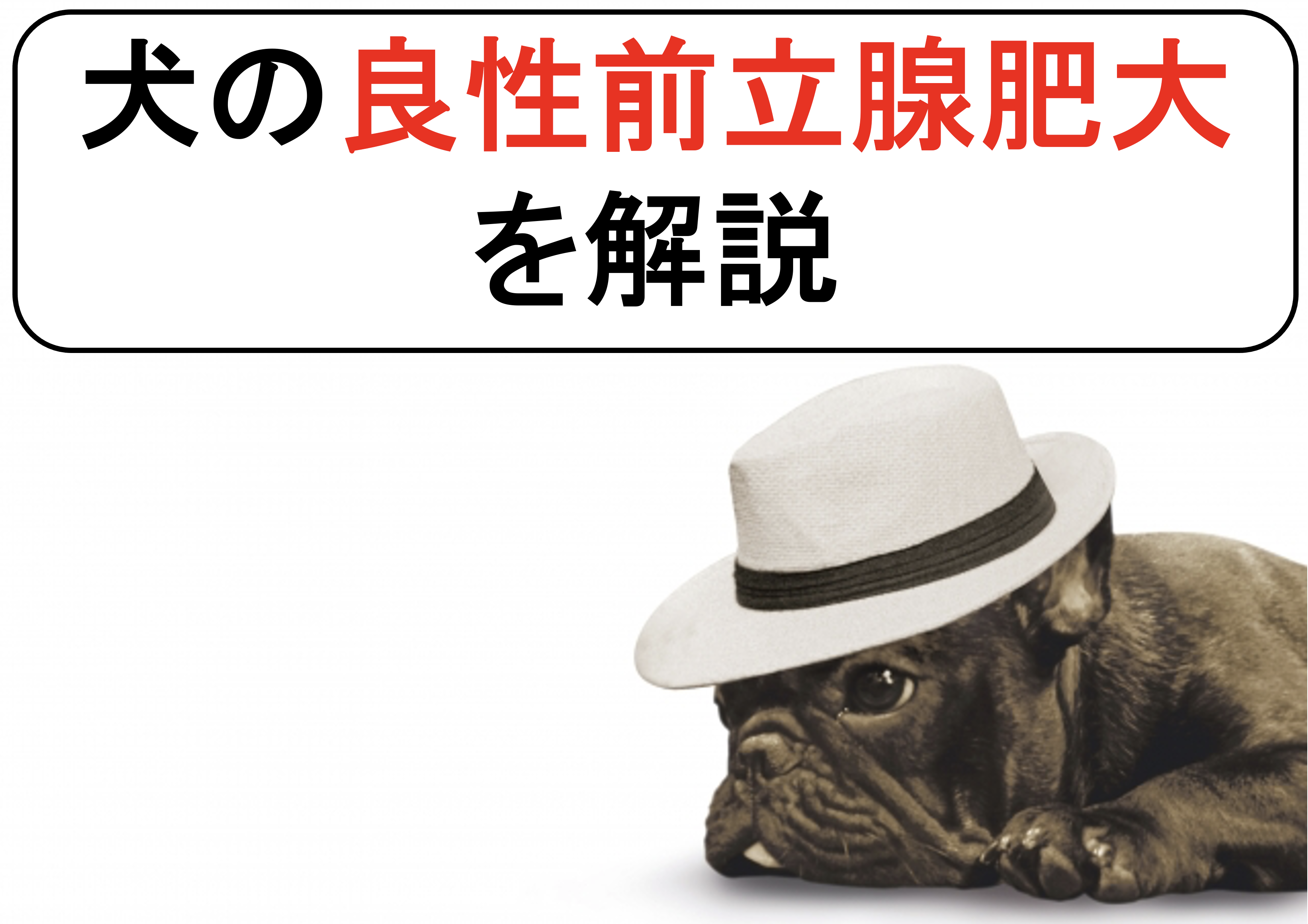 犬の良性前立腺肥大症を丁寧に解説 原因と症状から診断と治療まで