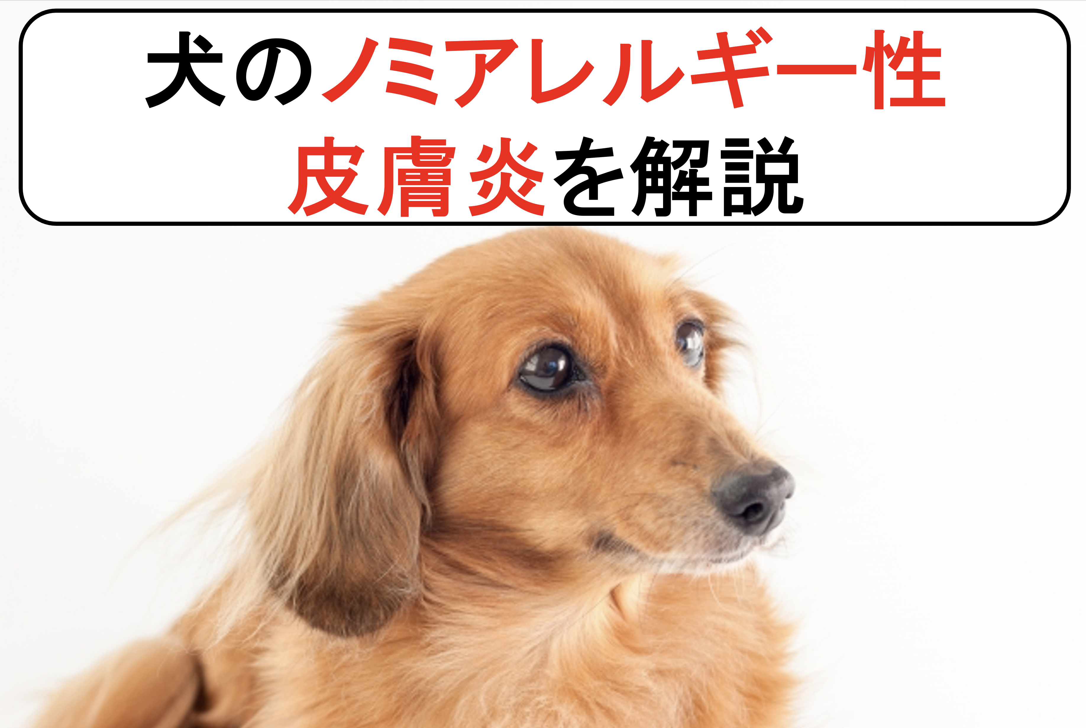 犬のノミアレルギー性皮膚炎を丁寧に解説 原因と症状から診断と治療まで