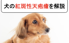 犬の外耳炎を丁寧に解説 原因と症状から診断と治療まで