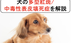 犬の外耳炎を丁寧に解説 原因と症状から診断と治療まで