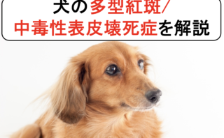 犬の薬剤性皮膚反応 薬疹 を丁寧に解説 原因と症状から診断と治療まで