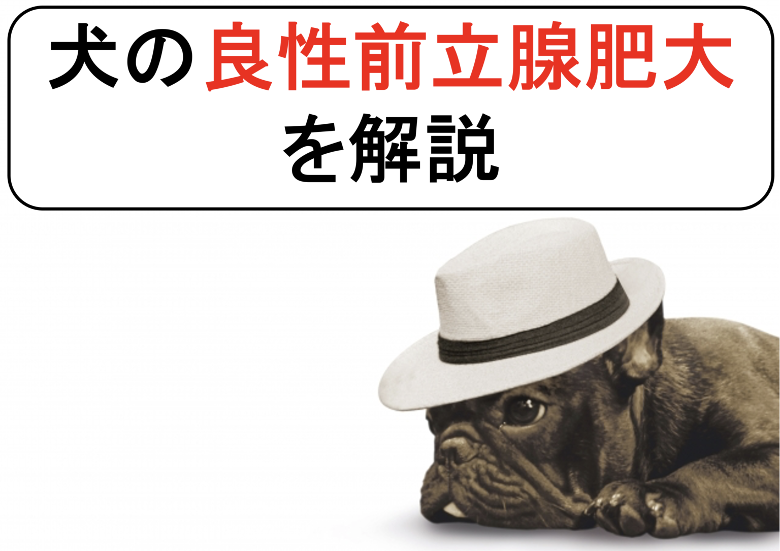 犬の前立腺炎