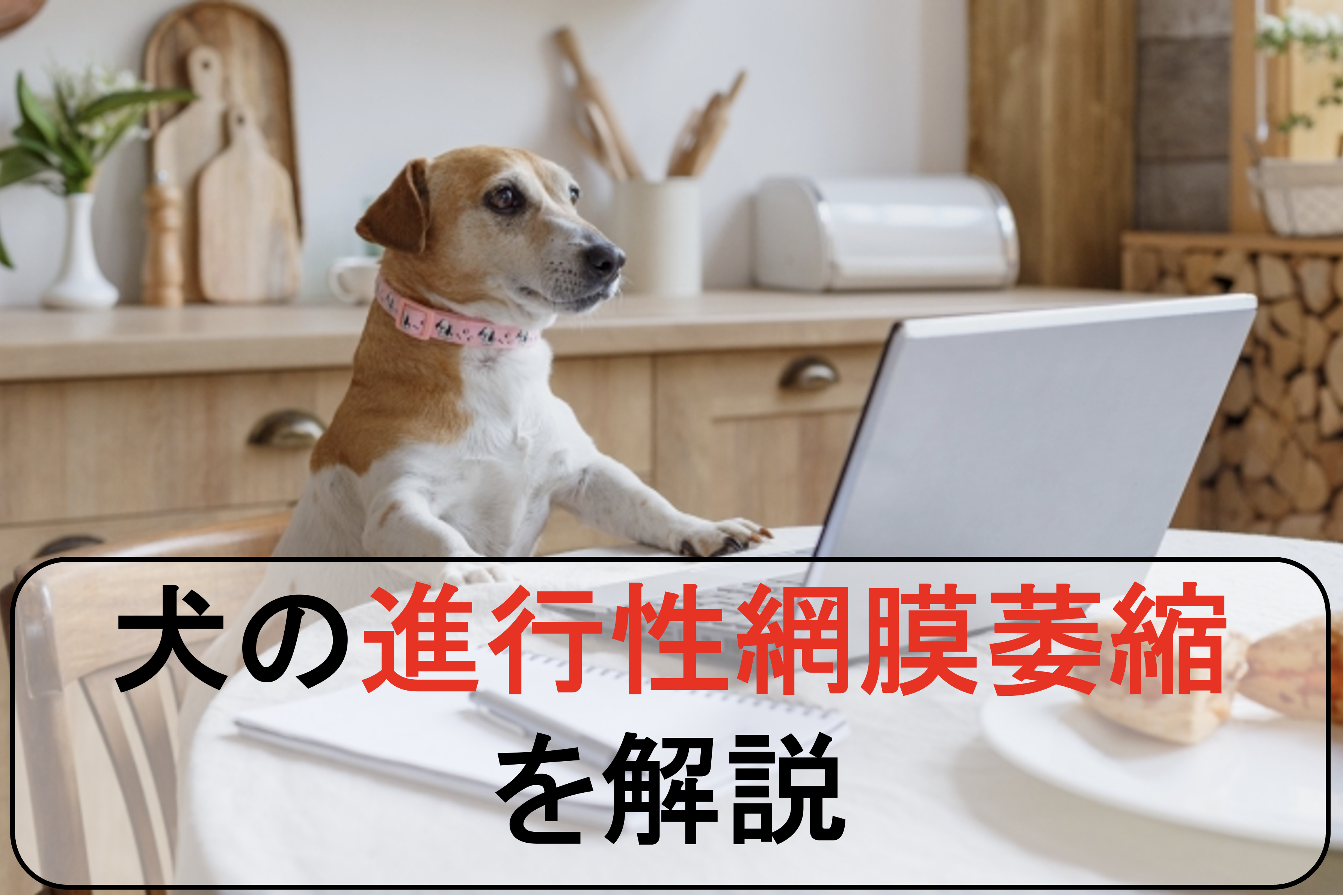 犬の進行性網膜萎縮 Pra を丁寧に解説 原因と症状から診断と治療まで